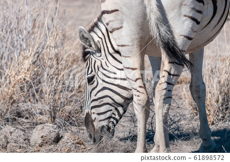 Burchell zebra -Equus quagga burchelli- Grazing on the plains of Etosha Burchell zebra -Equus quagga burchelli- Grazing on the plains of Etosha 61898572