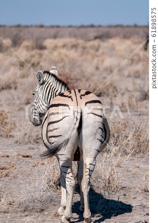 Burchell zebra -Equus quagga burchelli- Grazing on the plains of Etosha 61898575