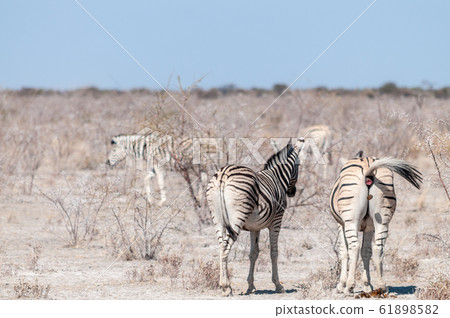Burchell zebra -Equus quagga burchelli- Grazing on the plains of Etosha Burchell zebra -Equus quagga burchelli- Grazing on the plains of Etosha 61898582