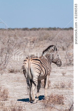 Burchell zebra -Equus quagga burchelli- Grazing on the plains of Etosha 61898583