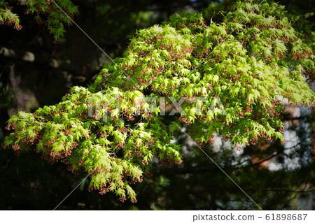 Mountain maple in spring Mountain maple in spring 61898687