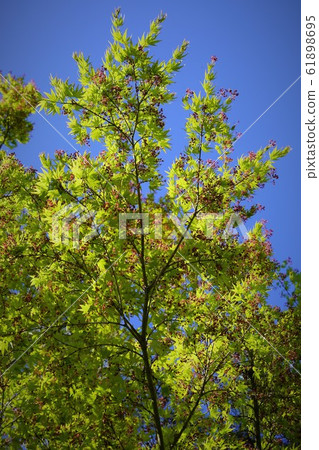 山楓在春天 61898695
