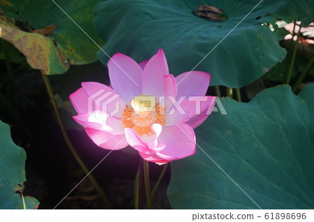 Lotus lotus lotus lotus Lotus lotus lotus lotus 61898696