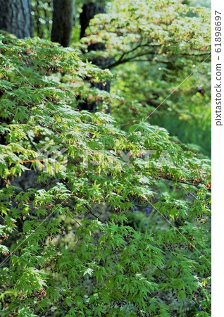 Mountain maple in spring Mountain maple in spring 61898697