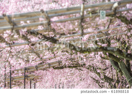 Kyoto Prefecture Hanki Road Sakura 61898818