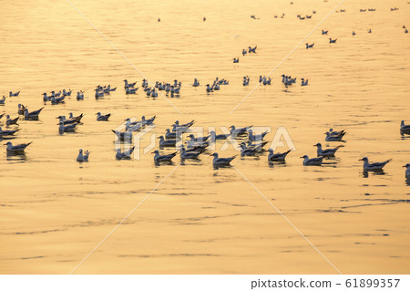 Seagulls floating on the sea surface Seagulls floating on the sea surface 61899357
