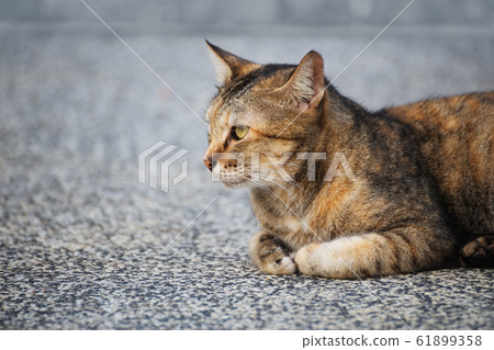 Brown cat on gray ground Brown cat on gray ground 61899358