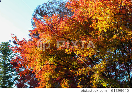 Autumn leaves 61899640