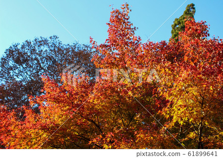 Autumn leaves 61899641