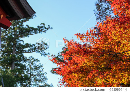 Autumn leaves Autumn leaves 61899644
