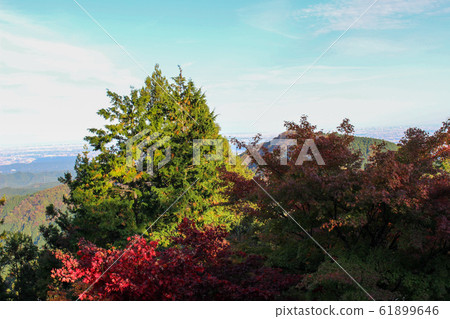 秋天的樹葉 61899646