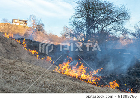 Fire in field. Burning dry grass near forest after Fire in field. Burning dry grass near forest after 61899760