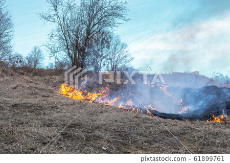 Fire in field. Burning dry grass near forest after 61899761