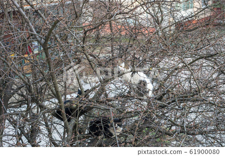 Stray cat sitting on trees branch near house Stray cat sitting on trees branch near house 61900080
