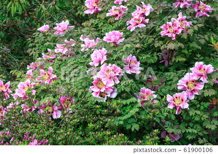 Tree peony growing in spring garden 61900106