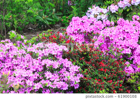 Bush with pink flowers Rhododendron growth in Bush with pink flowers Rhododendron growth in 61900108