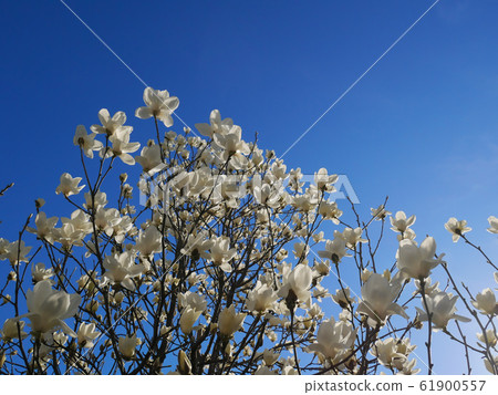 White magnolia White magnolia 61900557