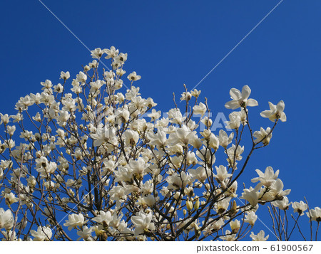 White magnolia White magnolia 61900567