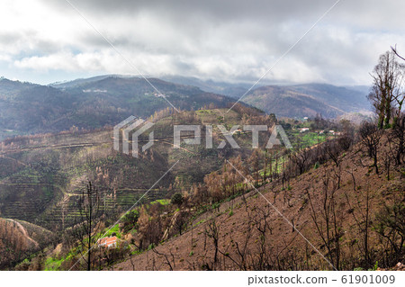 Burnt forest trees eucalyptus Monchique, Portugal, after fires. Natural disasters. 61901009