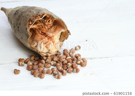 Baobab fruit, pulp and seeds Baobab fruit, pulp and seeds 61901158