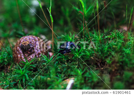 Blue dung beetle hidden in green moss, soft Blue dung beetle hidden in green moss, soft 61901461