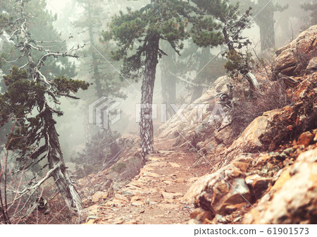 Fog in the forest Fog in the forest 61901573