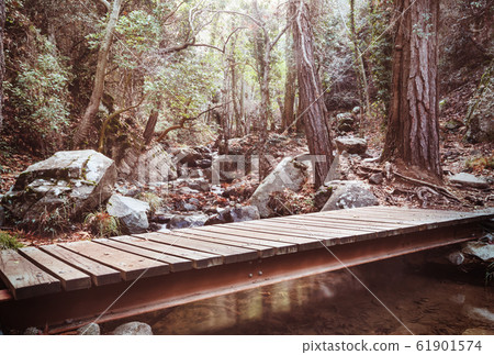 Bridge in forest Bridge in forest 61901574