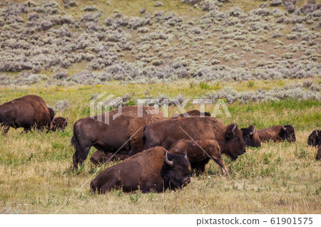 Bizon Bizon 61901575