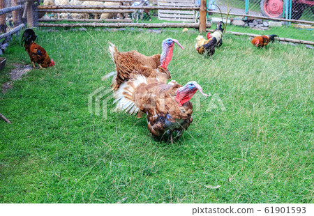 Pair of bronze turkeys on green pasture at farm Pair of bronze turkeys on green pasture at farm 61901593