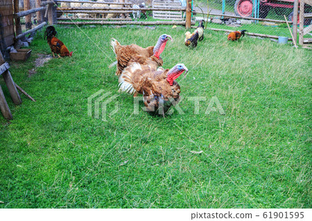 Pair of bronze turkeys on green pasture at farm Pair of bronze turkeys on green pasture at farm 61901595