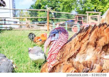 Bronze colored Turkey portrait Bronze colored Turkey portrait 61901599