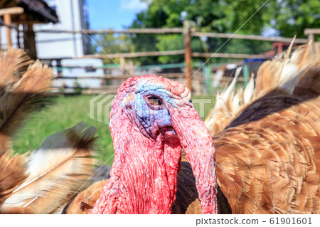 Bronze colored Turkey portrait Bronze colored Turkey portrait 61901601