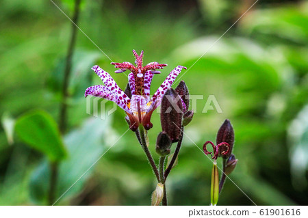Small purple spotted flower Tricyrtis hirta, side 61901616
