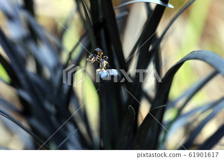 Black grass Ophiopogon planiscapus Nigrescens with 61901617