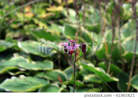 Small purple spotted flower Tricyrtis hirta in Small purple spotted flower Tricyrtis hirta in 61901621