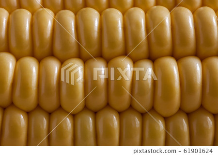 Yellow corn pattern close up 61901624