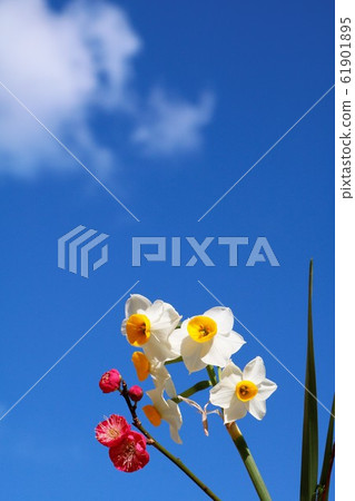 水仙和紅梅 61901895