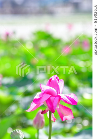 兵庫蓮花（新潟縣） 61902616