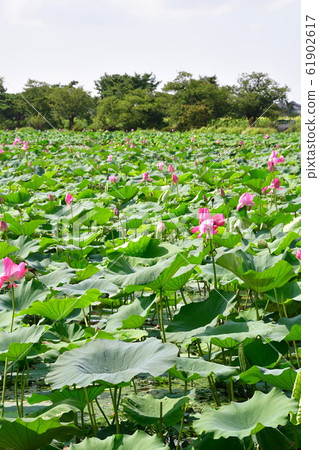 兵庫蓮花（新潟縣） 61902617