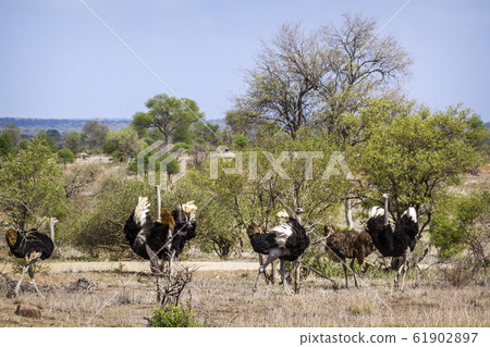 African Ostrich in Kruger National park, South African Ostrich in Kruger National park, South 61902897