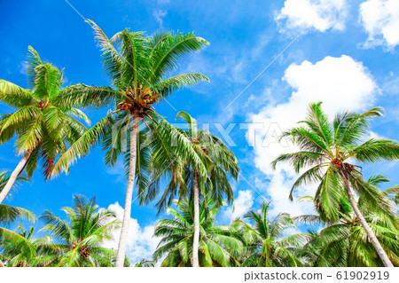 Green fresh bright coconut top palm leaves Green fresh bright coconut top palm leaves 61902919