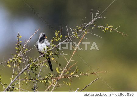 Namaqua Dove in Kruger National park, South Africa 61903056