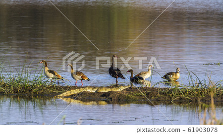 Spur winged Goose, Egyptian Goose, Nile crocodile Spur winged Goose, Egyptian Goose, Nile crocodile 61903078