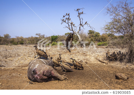 White backed Vulture in Kruger National park, White backed Vulture in Kruger National park, 61903085