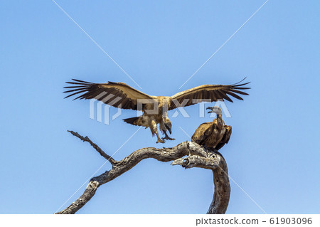 White backed Vulture in Kruger National park, 61903096