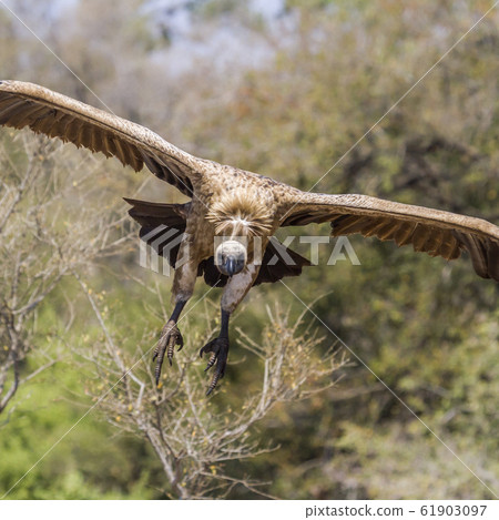 White backed Vulture in Kruger National park, 61903097