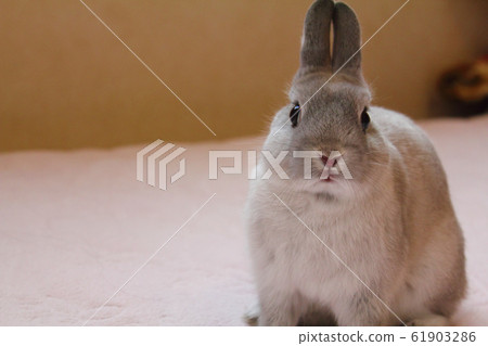 Usagi Netherland Dwarf 61903286