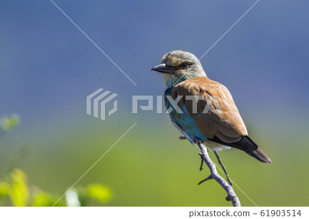 European Roller in Kruger National park, South 61903514