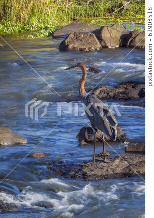 Goliath heron in Kruger National park, South 61903518