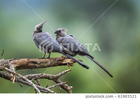 Grey go away bird in Kruger National park, South 61903521